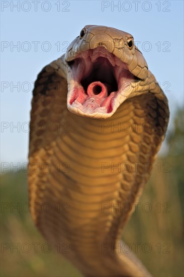 King Cobra