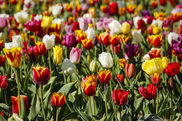 Tulips blooming in a tulip field