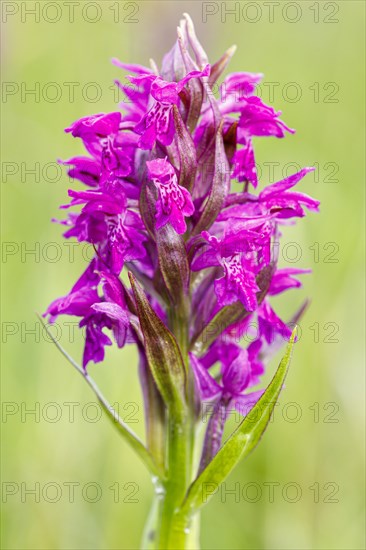 Western marsh orchid