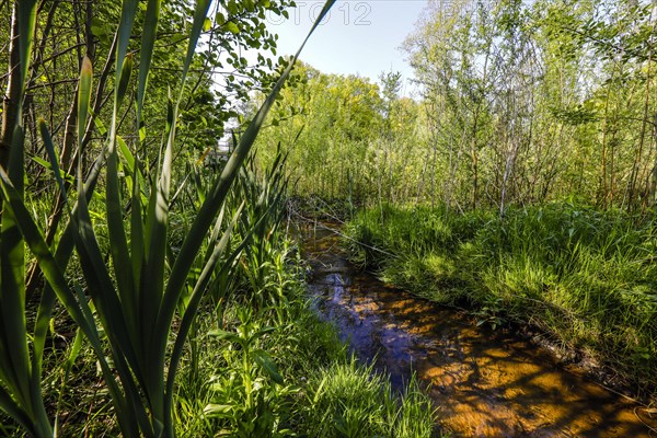 Renaturalised watercourse