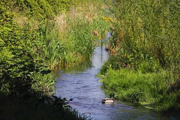 Renaturalised watercourse