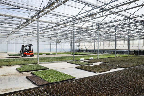 Cultivation and care of bedding and balcony flowers in greenhouse