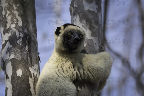 Verreaux's sifaka