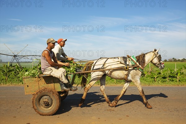 Horse cart at a cultivated field with irrigation system