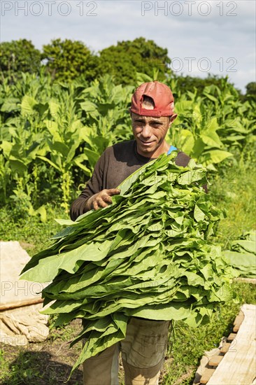 Cultivated tobacco