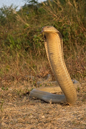 King Cobra