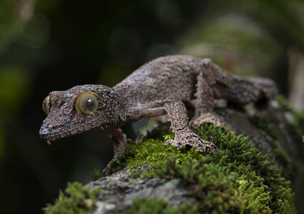 Leaf-tailed gecko