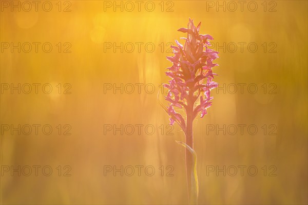 Western marsh orchid