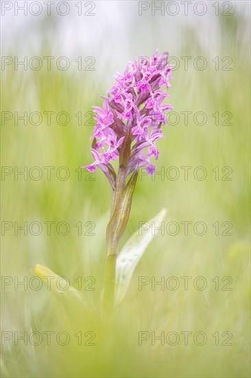 Western marsh orchid