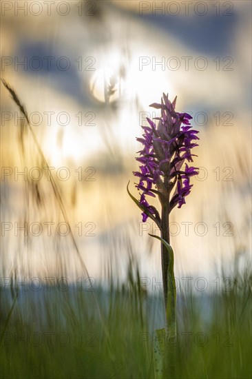 Western marsh orchid