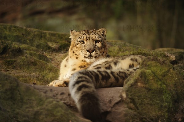 Snow leopard