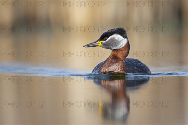 Red-necked grebe