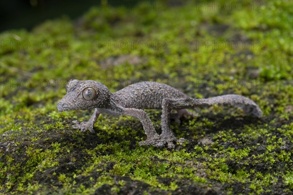 Leaf-tailed gecko