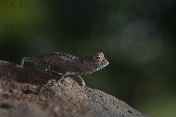 Earth chameleon