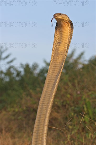 King Cobra