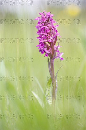 Western marsh orchid