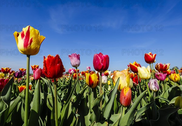 Tulips blooming in a tulip field