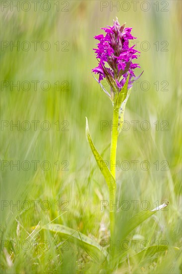 Western marsh orchid