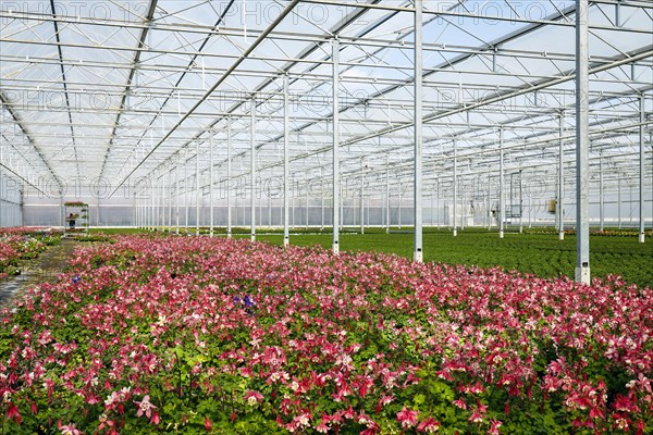 Bedding and balcony flowers in greenhouse