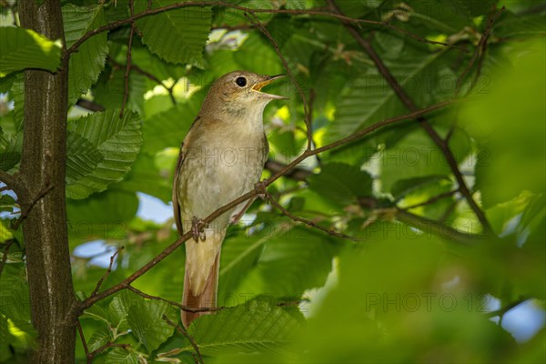 Nightingale