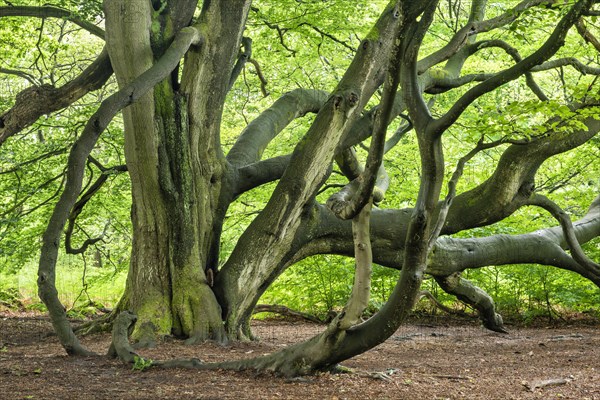 Giant intergrown beech