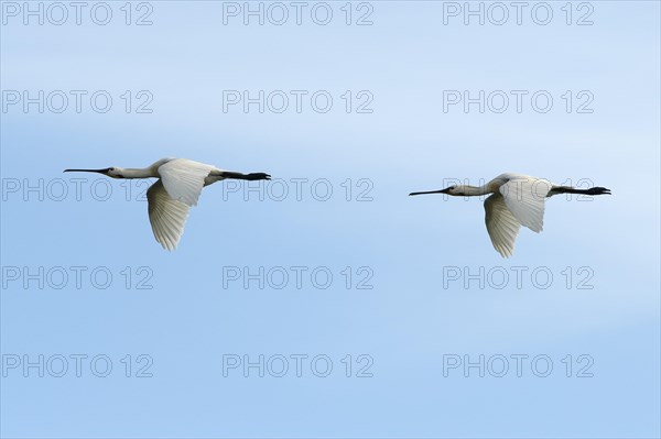 Common spoonbill