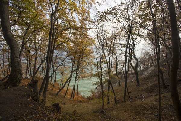 Forest with autumnal European hornbeams