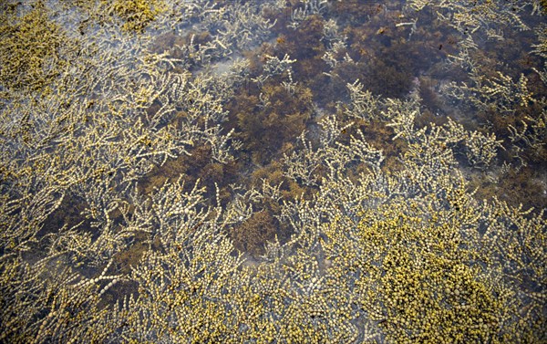 Water plants in a tidal pond