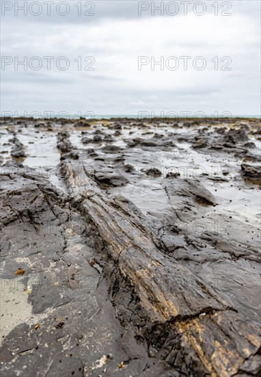 Petrified tree trunk