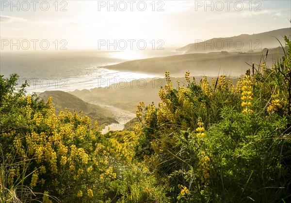 Yellow Lupines