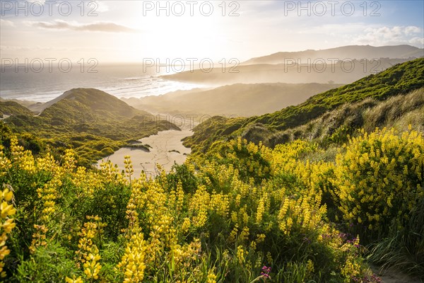 Yellow Lupines