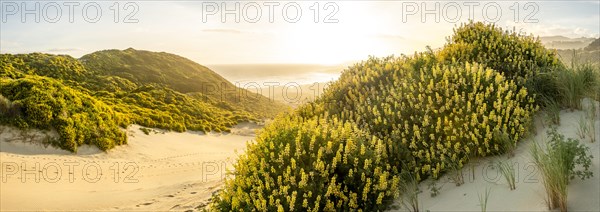 Yellow lupins