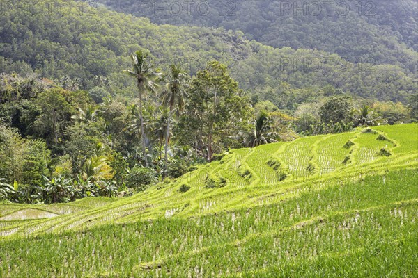 Green rice terraces