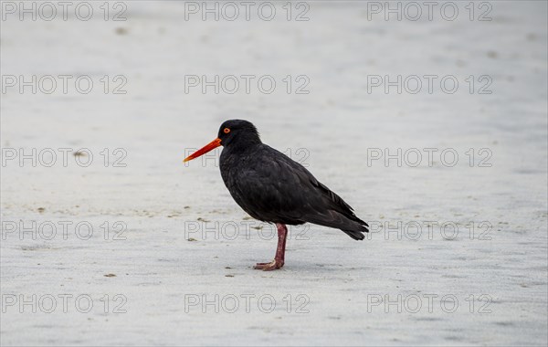 Variable oystercatcher