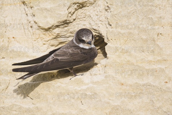 Sand Martin