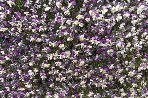 Horned pansy