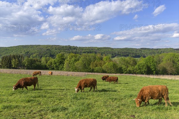 Limousin cattle on the pasture