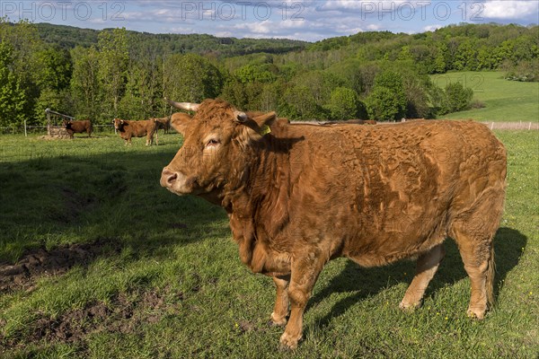 Limousin cattle on the pasture