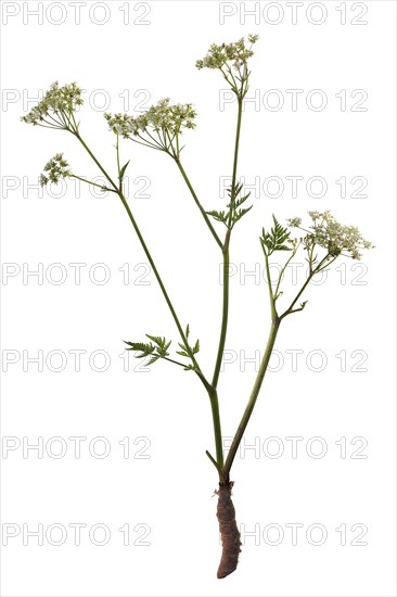 Cow parsley