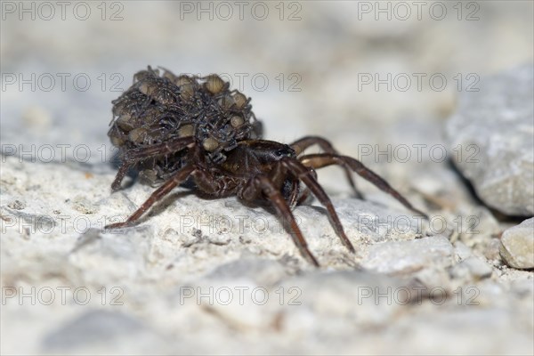 Female wolf spider