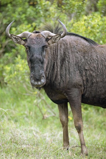 Wildebeest