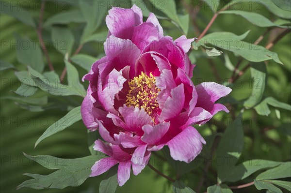 Tree peony