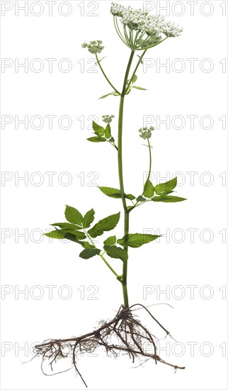 Flowering ground elder