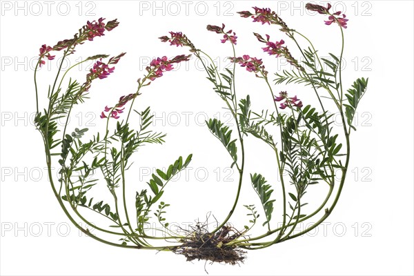 Sainfoin or