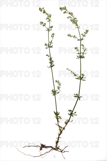 White bedstraw or hedge bedstraw