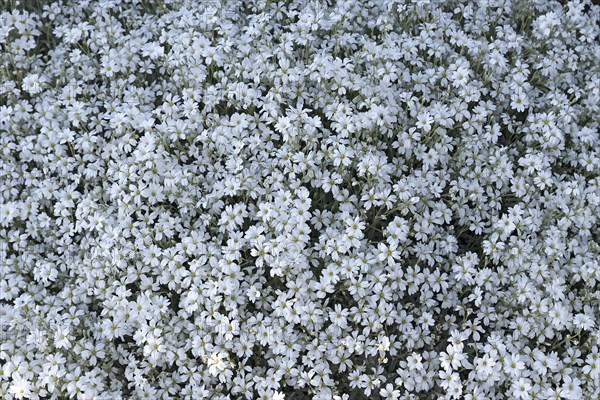 White flowering Cerastium tomentosum