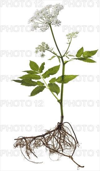 Flowering ground elder