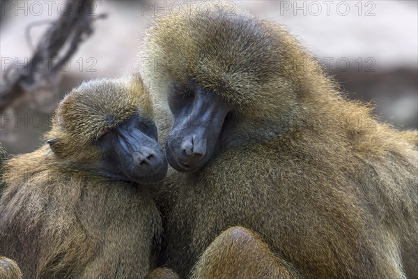 Two Guinea baboon also or