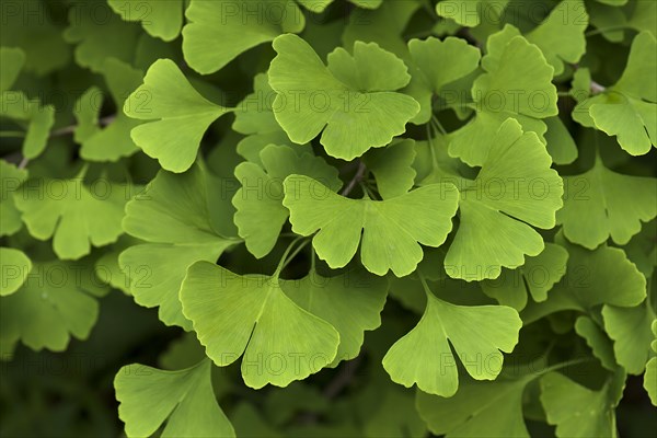 Ginkgo leaves