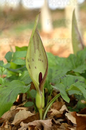 Wild arum